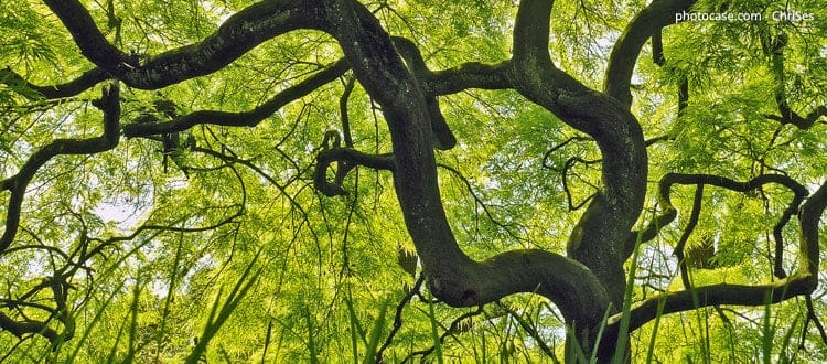 Bist du unterernährt oder wie ein starker Baum